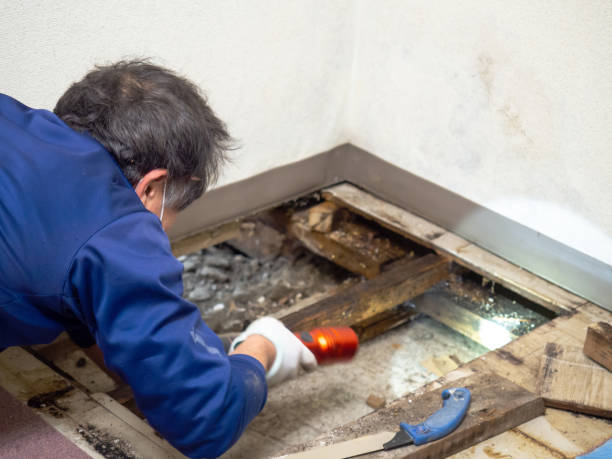 Best Commercial Mold Removal  in Littleton, CO