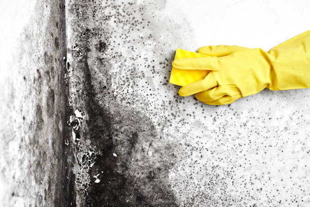 Professional Mold Removal in Littleton, CO