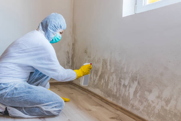 Best Attic Mold Removal  in Littleton, CO
