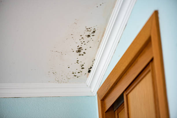 Best Residential Mold Removal  in Littleton, CO
