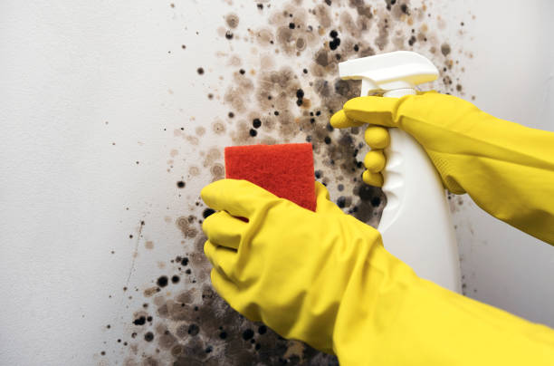 Best Commercial Mold Removal  in Littleton, CO