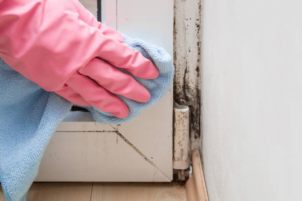 Trusted Littleton, CO Mold Removal Experts
